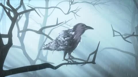 Into the Misty Forest 스톡 동영상 22255337