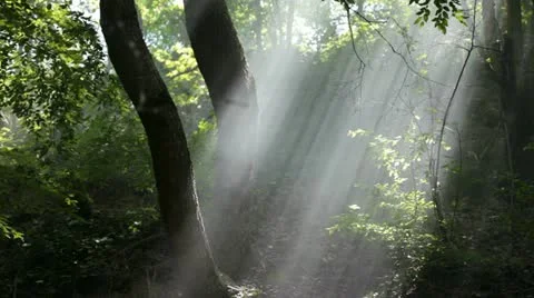 Misty forest Stock Footage 22420375