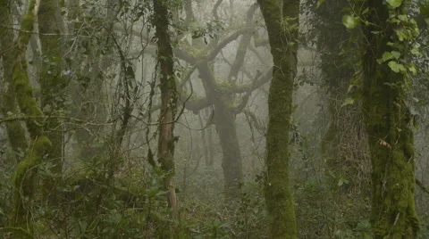 Misty forest Stock Footage 43201615