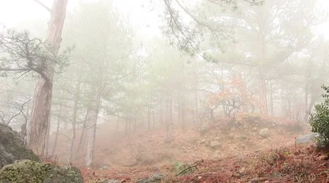 Misty Forest Vídeo Stock 48577172