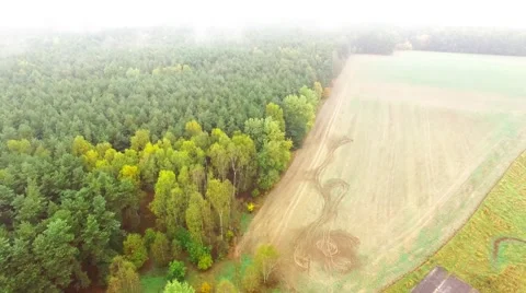 Misty forest. Stock Footage 55841215