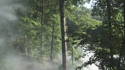 Misty forest Stock Footage 63016526