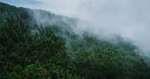 Misty Forest Stock Footage 63508896