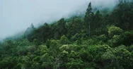 Misty Forest Stock Footage