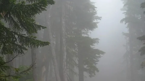 Misty Forest Video stock 91911461