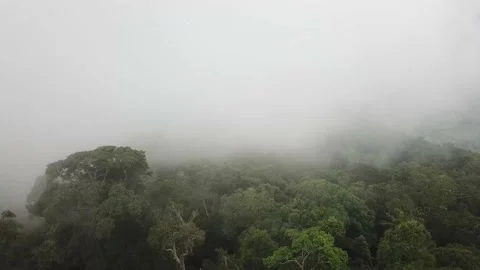 Misty forest 動画素材 165189973