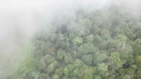 Misty forest 動画素材 165189977