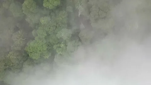 Misty forest 動画素材 165190035