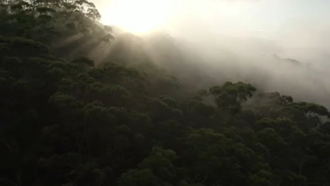 Misty Forest Video stock 230338022