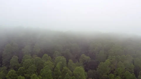 Misty forest Stock Footage 273525417