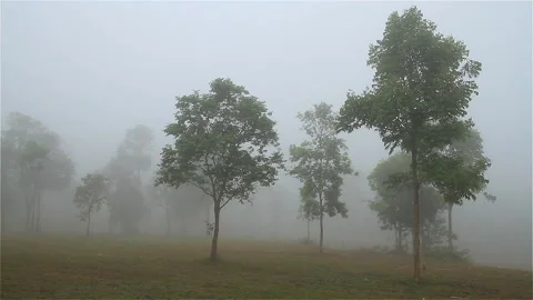 Misty forest Stock Footage 294765654