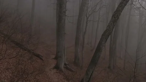 Misty forest footpath Stock Footage 157485141