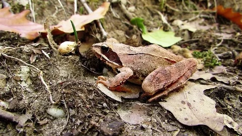 Misty forest frog Stock Footage 81674597