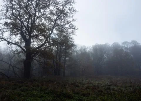 A misty forest glade surrounded by trees. Stock Photos