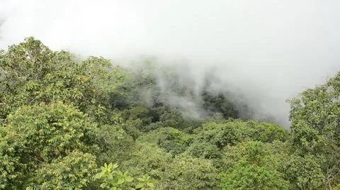Misty in forest. HD Stock Footage 42148257