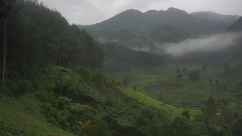 Misty Forest Hillscape With Lush Greenery Under Overcast Skies in Serene Nature Stock Footage 295291087