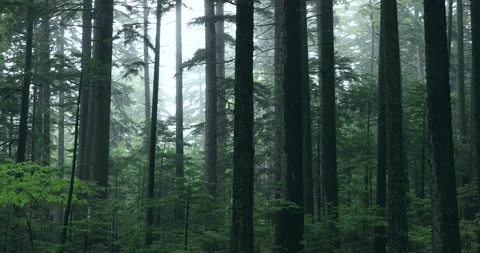 Misty Forest, Hokkaido Stock Footage 167349769