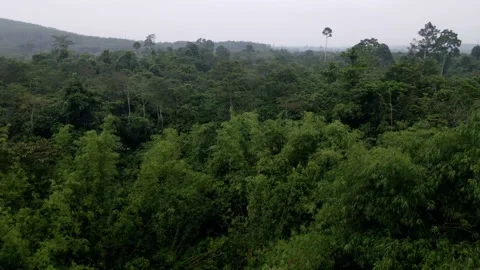 Misty forest in Indonesia Stock Footage 203749752