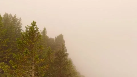 Misty forest landscape covered with dense fog at sunrise Stock Footage 317946897