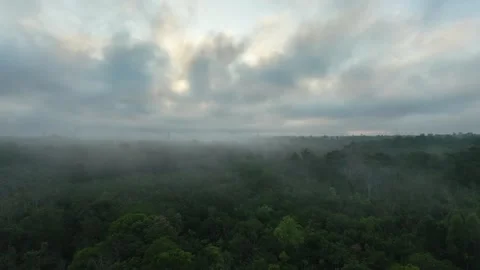Misty forest landscape with dense green leaves and sunrise sky Stock Footage 332500716