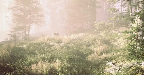 Misty forest landscape with a dog exploring in the early morning light Stock Illustration