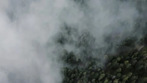 Misty forest landscape during early morning hours Stock Footage 320341056