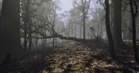 Misty forest landscape with fallen tree and sunlight filtering through branch Illustrazione stock