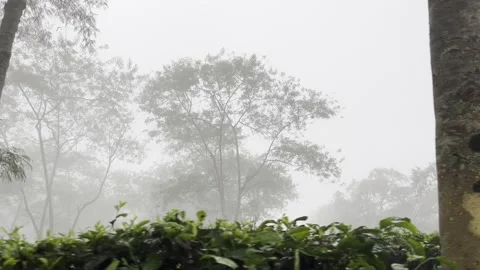 Misty Forest Landscape Video stock 311354167