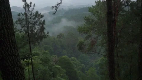 Misty Forest Landscape with Greenery Covered Hills and Pine Trees in View Stock Footage 295291080