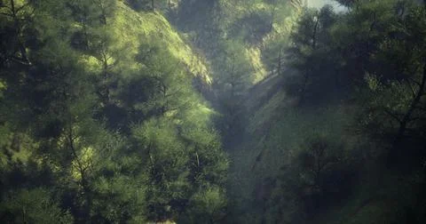 Misty forest landscape with lush greenery and soft natural light in the morni Stock Illustration
