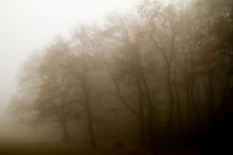 On a misty forest landscape Stock Photos