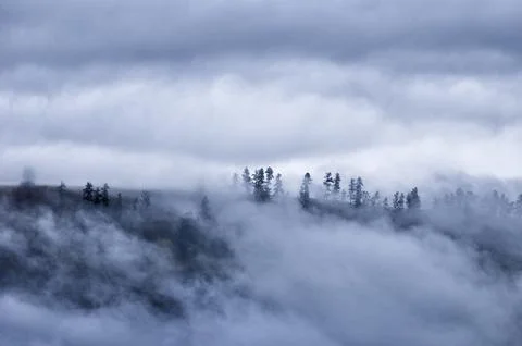 Misty Forest Landscape with Pine Trees in Moody Fog Stock Photos