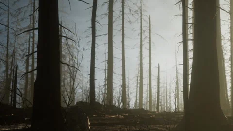 Misty Forest Landscape Showcasing Tall Trees in an Eerie Atmosphere Stock Footage 344891443