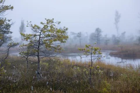 Misty forest landscape with small pine trees and a tranquil pond. Stock Photos
