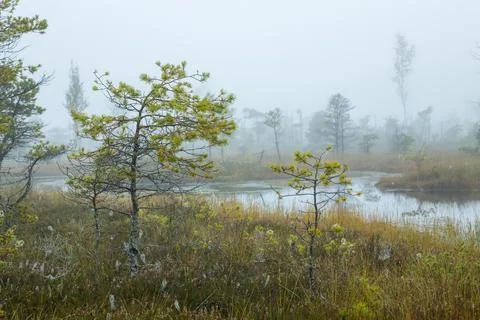 Misty forest landscape with small pine trees and a tranquil pond. Foto stock
