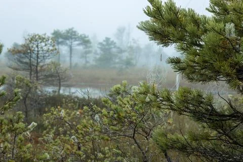 Misty forest landscape with small pine trees and a tranquil pond. Stock Photos