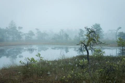 Misty forest landscape with small pine trees and a tranquil pond. Stock-Fotos