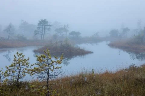 Misty forest landscape with small pine trees and a tranquil pond. Stock Photos