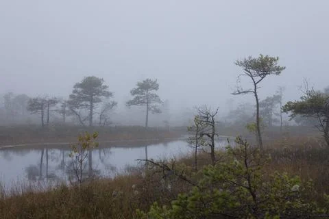 Misty forest landscape with small pine trees and a tranquil pond. Stock Photos