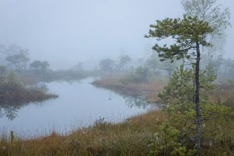 Misty forest landscape with small pine trees and a tranquil pond. Foto stock