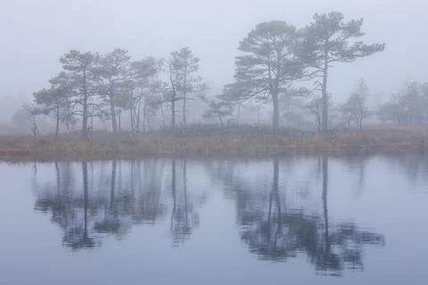 Misty forest landscape with small pine trees and a tranquil pond. Stock Photos