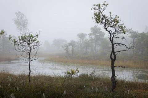 Misty forest landscape with small pine trees and a tranquil pond. Stock Photos