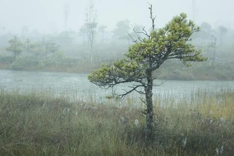 Misty forest landscape with small pine trees and a tranquil pond. Foto stock