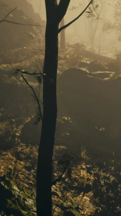 Misty forest landscape with soft sunlight filtering through trees Vídeos de archivo 317093743