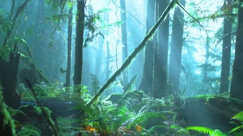 Misty forest landscape with sun rays filtering through trees for peaceful nature Stock Footage 347153596