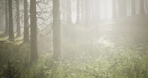 Misty forest landscape with sunlight filtering through tall trees and grass Ilustração Stock