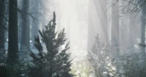 Misty forest landscape with sunlight filtering through tall trees in winter Stock Illustration