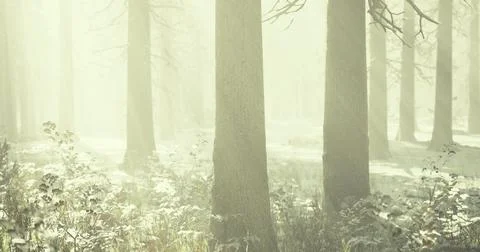 Misty forest landscape with sunlight filtering through trees in winter Stock-Illustration