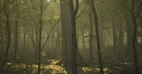 Misty forest landscape with sunlight filtering through trees at dawn 스톡 일러스트
