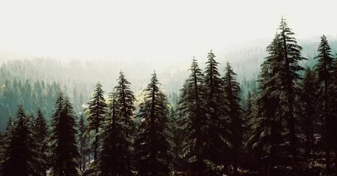 Misty forest landscape with tall pine trees during early morning light Stock Illustration